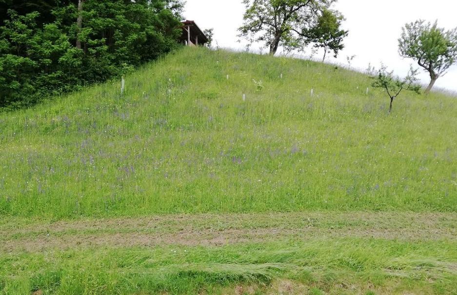 Bioferienhaus Muster - Dominkusch Possnitz エクステリア 写真
